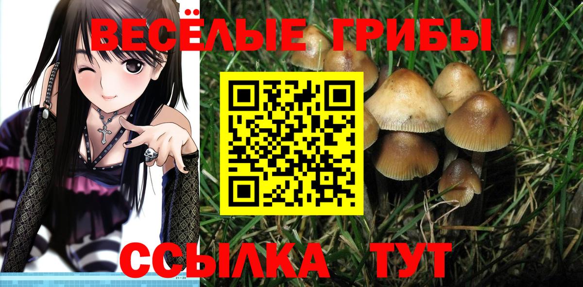 как найти закладки  Галлюциногенные грибы ЛСД  Вход с VPN  Галлюциногенные грибы мицелий  Хасавюрт 